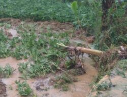 Akibat Longsor dan Banjir, Petani di Sukabumi Gagal Panen