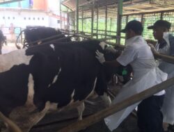 Pemkab Bogor Bergerak Cepat Antisipasi PMK, 1.425 Dosis Vaksin Disebar untuk Melindungi Hewan Ternak