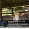Bantuan UPPO Kelompok Tani Lembu Seto Diduga Bermasalah, Sapi Tinggal Tiga Ekor