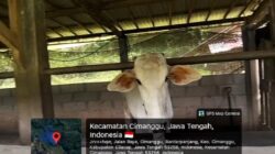 Bantuan UPPO Kelompok Tani Lembu Seto Diduga Bermasalah, Sapi Tinggal Tiga Ekor