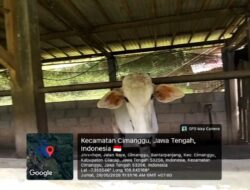 Bantuan UPPO Kelompok Tani Lembu Seto Diduga Bermasalah, Sapi Tinggal Tiga Ekor